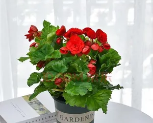 How to save the glass begonia? (The secret to reviving it)