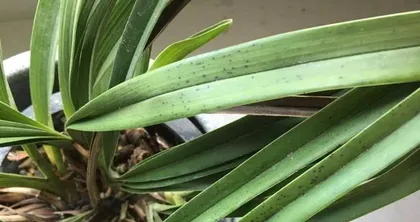 What should I do if all the orchid leaves have died? (How to save orchid leaves from wilting)