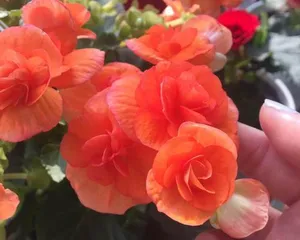 Glass Begonia Care Tips and Precautions (Essential for Creating a Beautiful Garden - Glass Begonias for Spectacular Blooms)
