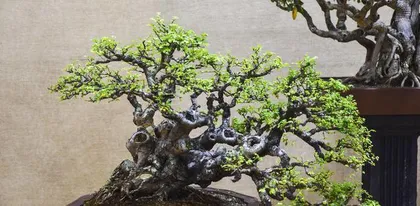 How to grow a small leaf Euonymus bonsai tree（Creating a unique indoor bonsai, small leaf Euonymus is the key）