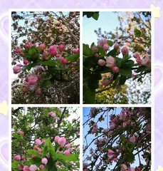 How to Rescue Wilting海棠花 New Leaves (Master the Key Techniques to Revitalize the海棠花)