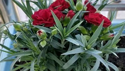 The Art of Growing Carnations (The Key to Creating Beautiful Flowerbeds)
