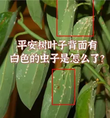 The Causes and Solutions for Drooping Leaves of the Amur Corktree (Exploring the phenomenon of drooping leaves of the Amur corktree and providing you with solutions)