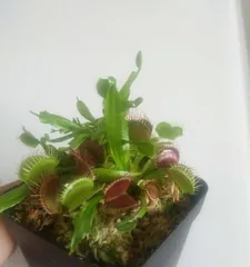 Why does the Venus flytrap need sun? (Decoding the care skills of the Venus flytrap, mastering the correct way to get sun)3