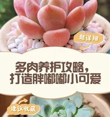 Care Guide for Succulent将军（Master the key care techniques for Succulent将军 to create a beautiful succulent garden）