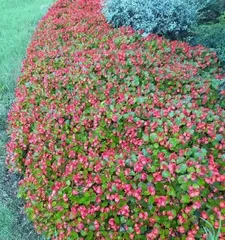 Four Seasons Begonia First Aid Guide (Responding to Winter Frost Damage, Salvaging the Life of Four Seasons Begonias)