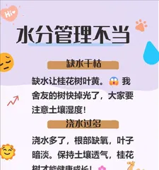 Methods and Precautions for Restoring the Health of Osmanthus Trees (Methods and Precautions for Restoring the Health of Osmanthus Trees)
