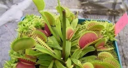 Everything you need to know about growing Venus flytraps indoors (from selecting varieties to maintenance techniques, helping you easily master Venus flytraps) 3