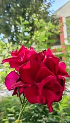 How to handle yellowing rose leaves? (Appreciating flowers is equally important as protecting them!)