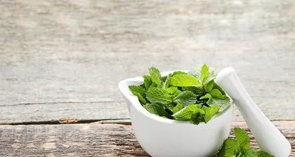 The Best Storage Location for Mint (Exploring Mint's "Habitat")