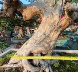 The Beauty of Juniper Bonsai (Creating Exquisite Bonsai Art with Juniper)