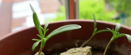 How to Properly Save Cosmos Seeds (Cosmos Seed Harvesting and Storage Tips)
