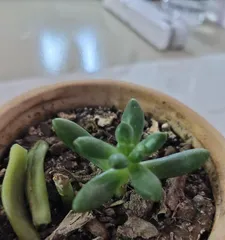 Causes and Solutions for Succulent Leaf Drop (Maintaining Healthy Growth of Succulents and Effectively Addressing Leaf Drop Issues)