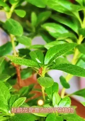 Discover the beauty and mystery of rhododendrons (exploring the species, growth environment, and legends of rhododendrons)