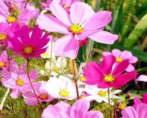 Do chrysanthemums like fertilizer? Don't miss these fertilizers! (How to fertilize chrysanthemums, recommended 7 fertilizers)