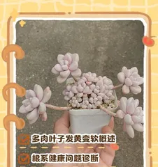 The succulent leaves have water spots. How to handle it? (Effective methods to solve succulent leaf water spot problems)