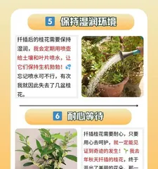 桂花快速生长的养护秘籍(掌握关键因素,让桂花欣欣向荣)2
