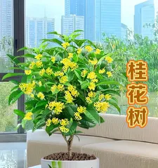 桂花快速生长的养护秘籍(掌握关键因素,让桂花欣欣向荣)3