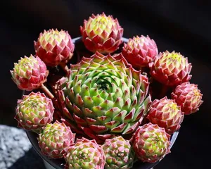 The rescue method of meaty purple peony turning into water (protecting the ecological environment of purple peony, saving endangered varieties)