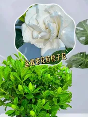Trimming Techniques for Gardenia Buds (Creating Beautiful Forms of Gardenia and More Blooms)