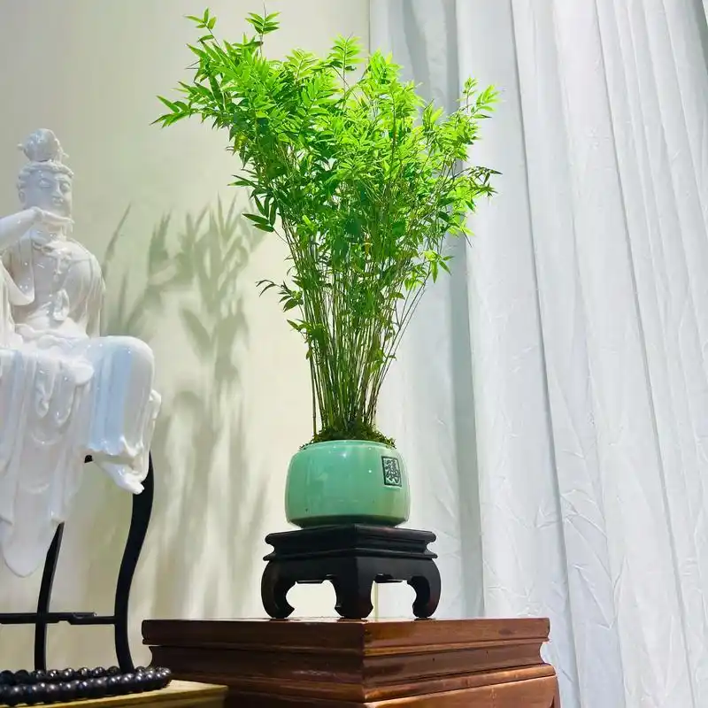 Guanyin bamboo