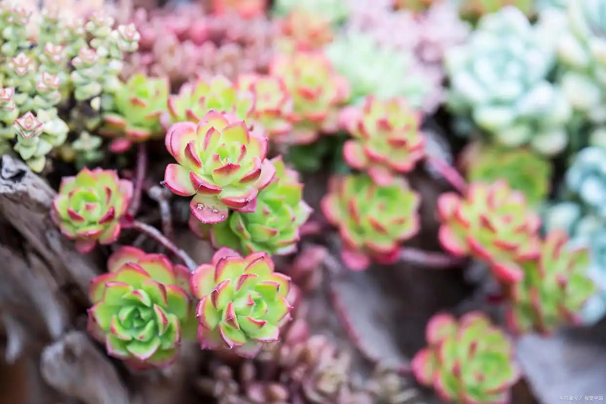 succulent plants