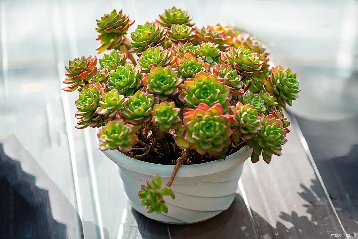succulent plants