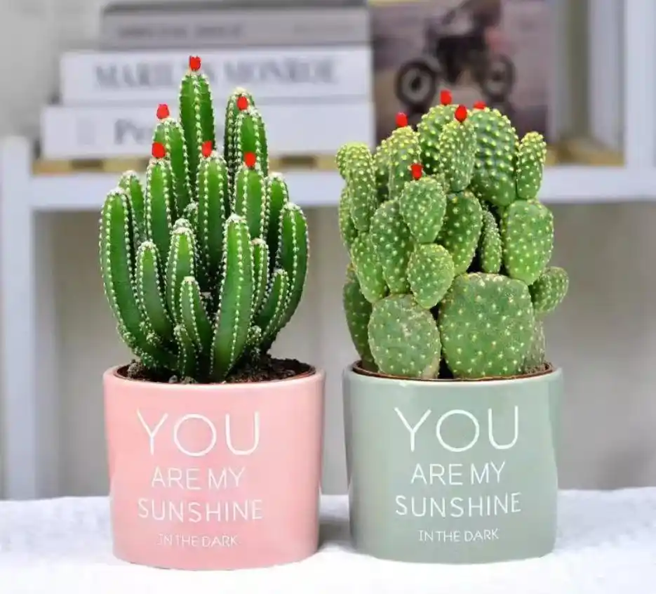 cactus plants