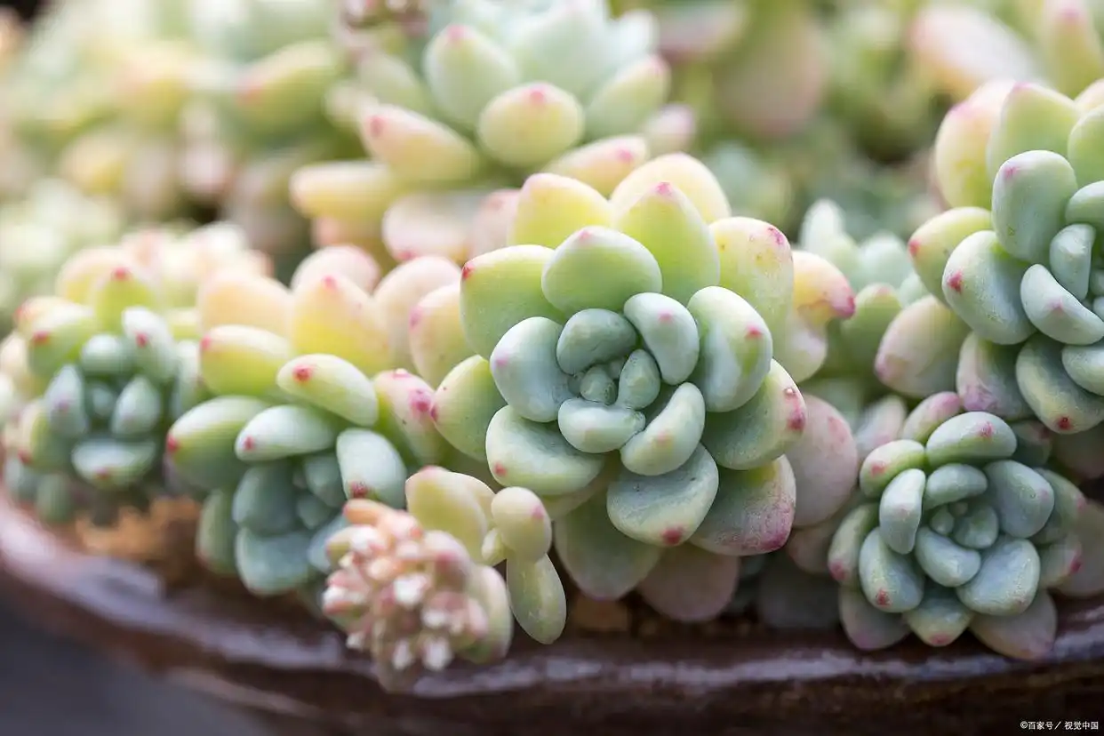 succulent plants