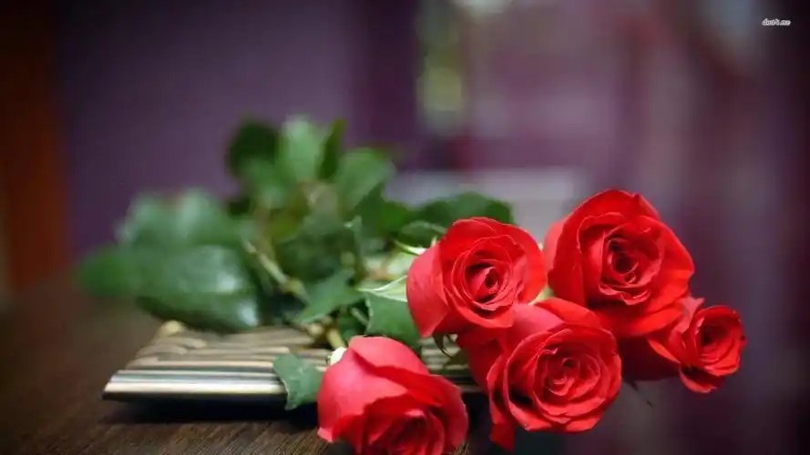 rose meaning