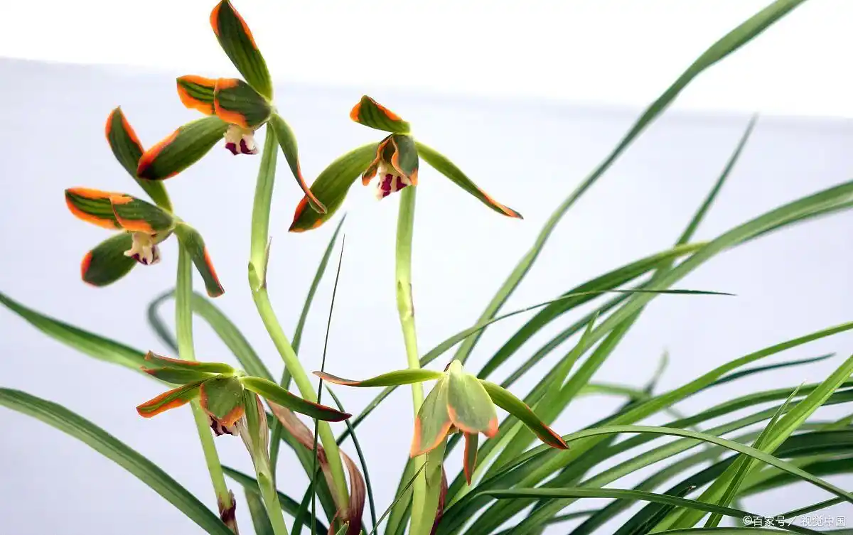Orchid meaning
