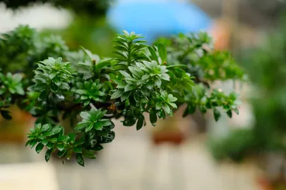 Bonsai tree care