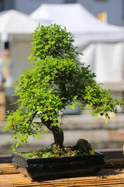 ficus bonsai 1