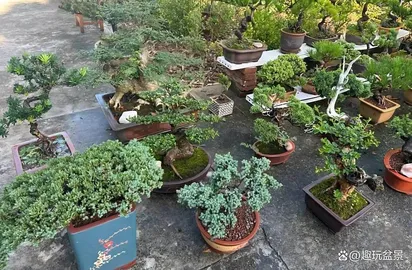 bonsai tree 1