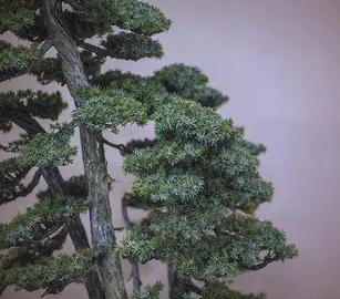 Juniper bonsai 1