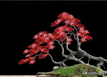 Japanese Maple Bonsai 1