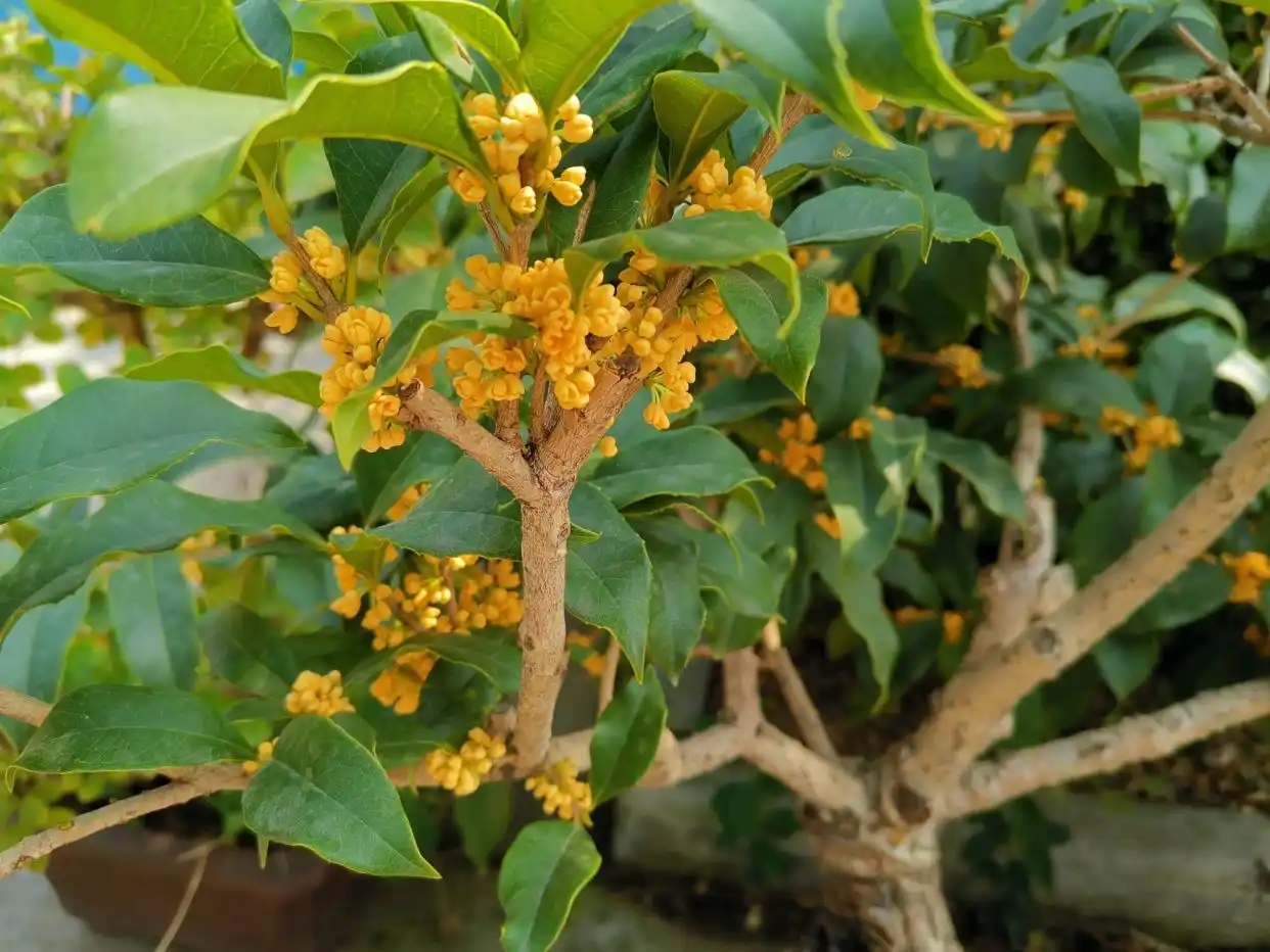How to Grow and Care Osmanthus Flower