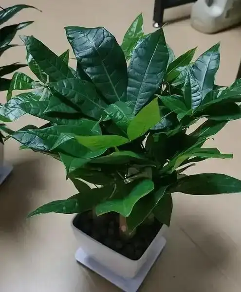 Money Tree
