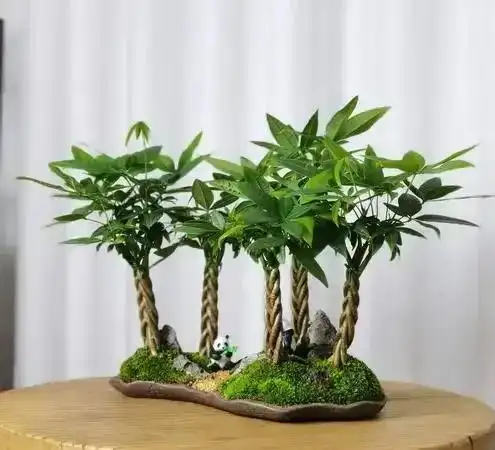 Money Tree