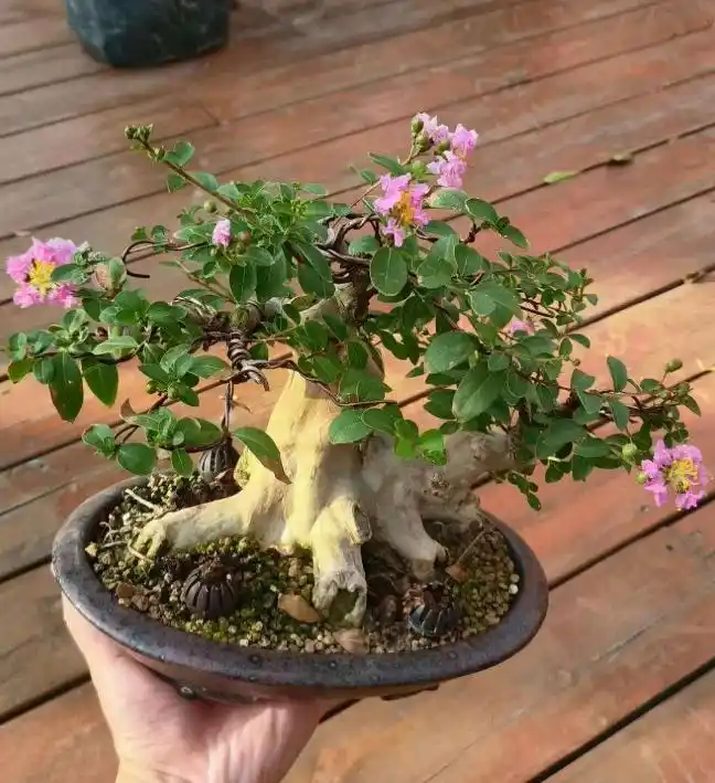 crape myrtle