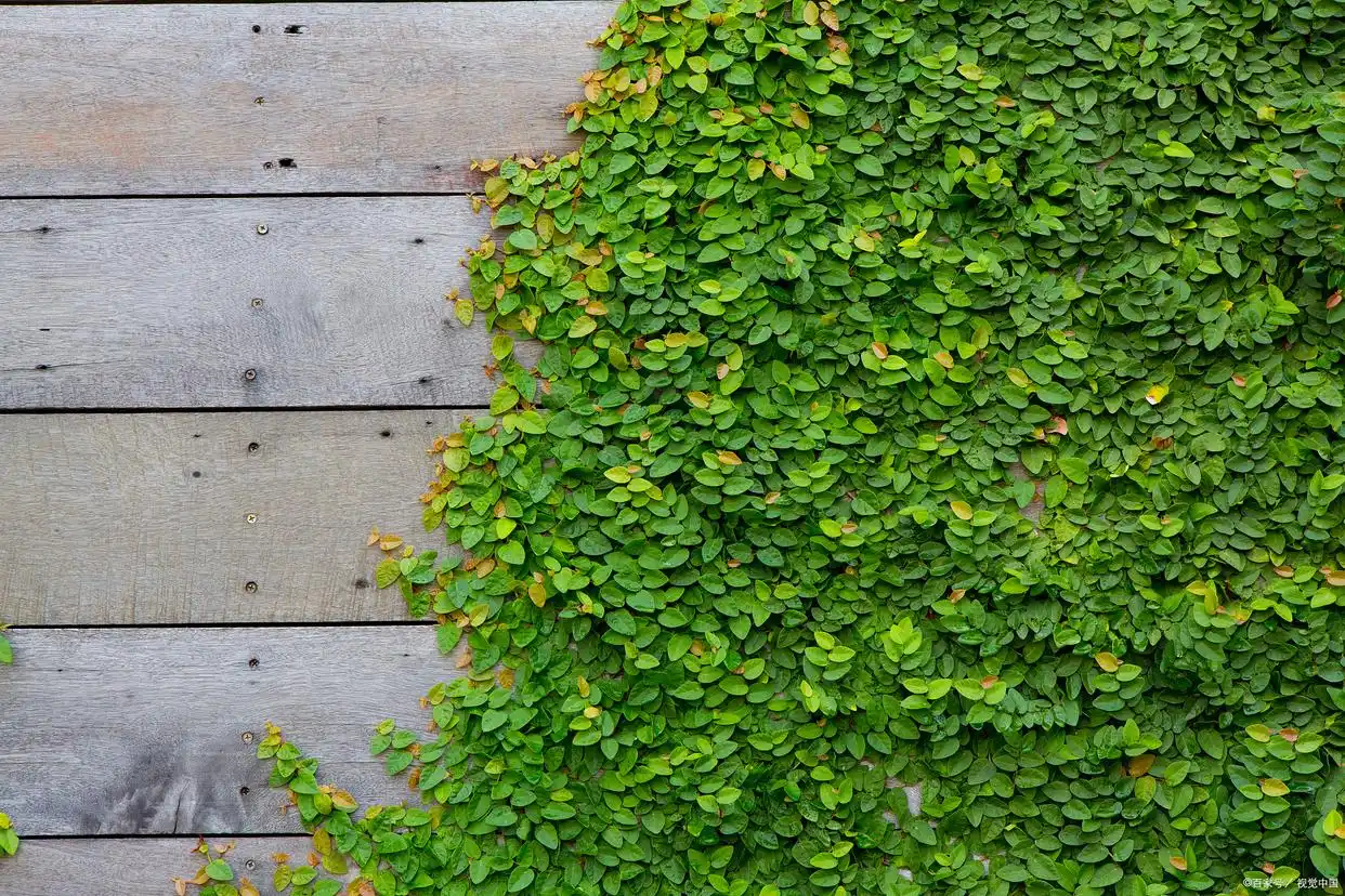 Boston Ivy