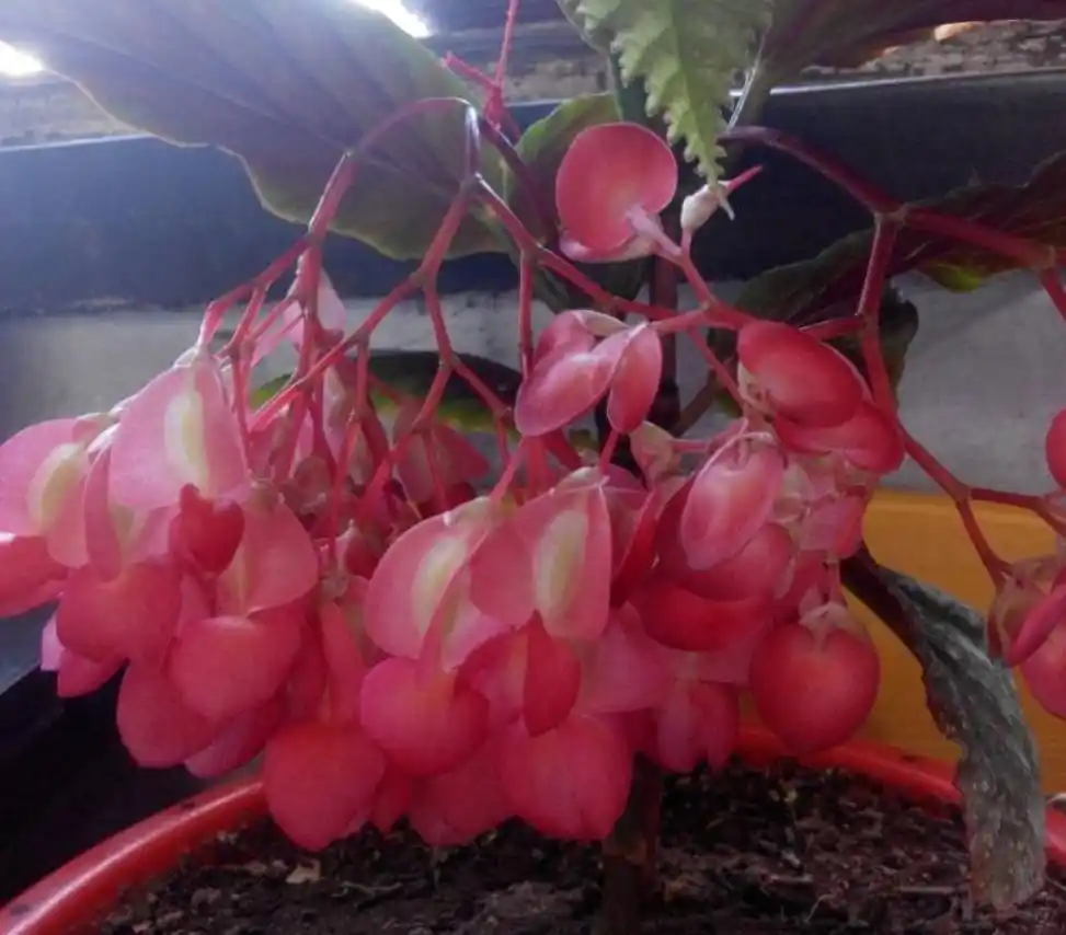 begonia