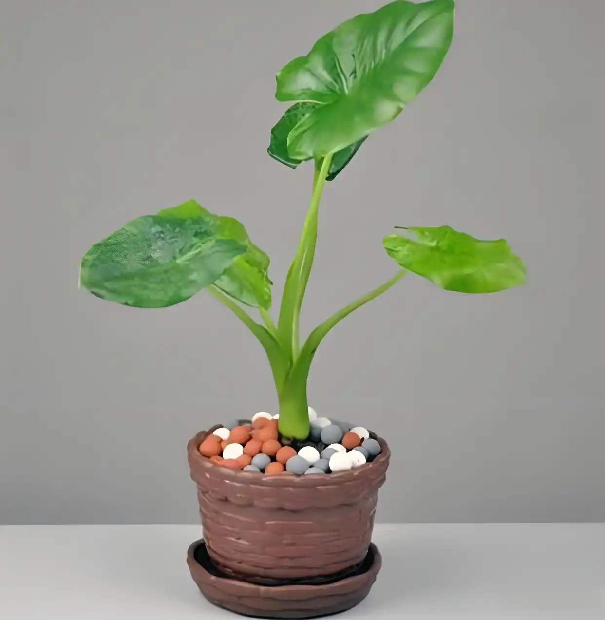How to Grow and Care for Alocasia Macrorrhiza