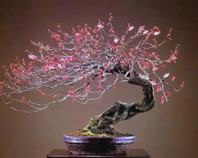 plum blossom