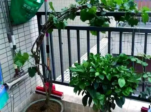 Grape tree