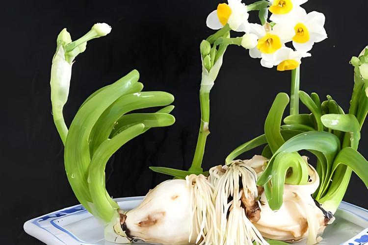 How to Care for Narcissus Flowers