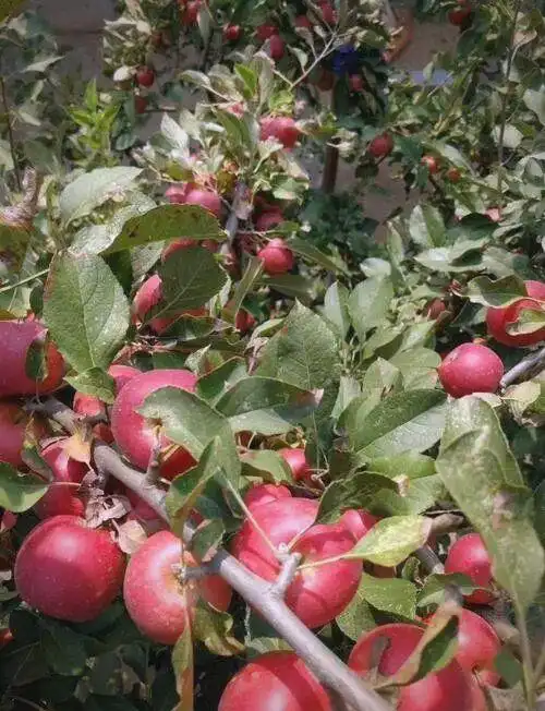 Bonsai Apple Tree