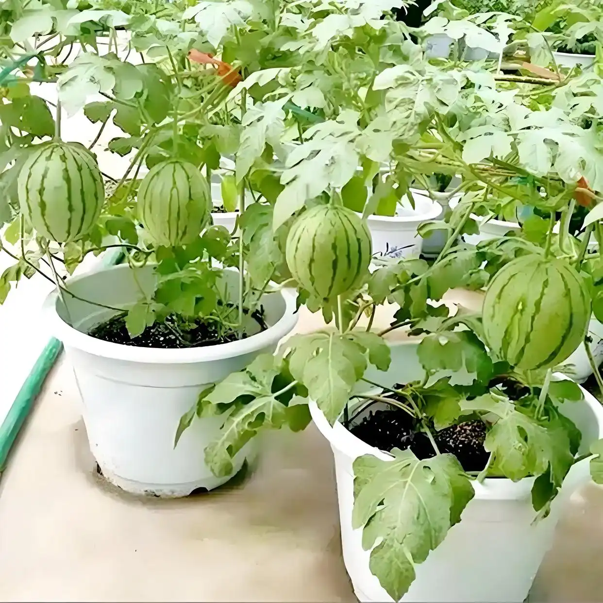 How to Grow and Care bonsai watermelon