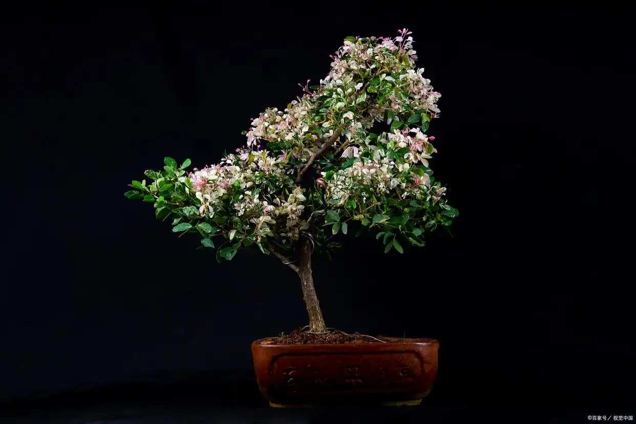 How To Care For Your Lilac Bonsai Tree