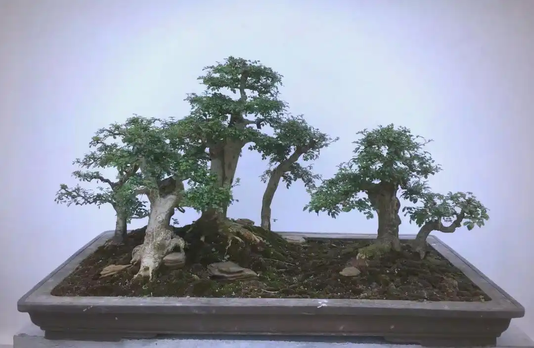 How to Grow and Care an Ash (fraxinus) Bonsai Tree Indoors